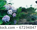 Hydrangea in the rainy season 67294847
