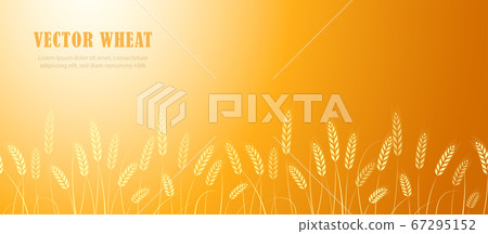 Ears of wheat in field horizontal border Ears of wheat in field horizontal border 67295152