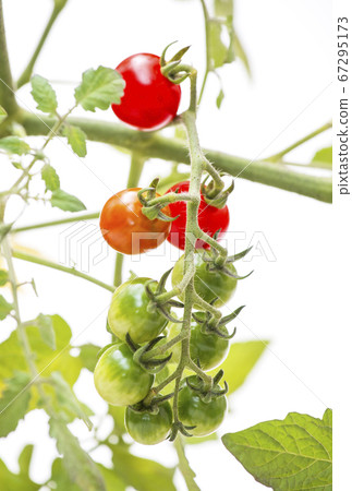 菜園圖片素材 菜園圖片素材 67295173