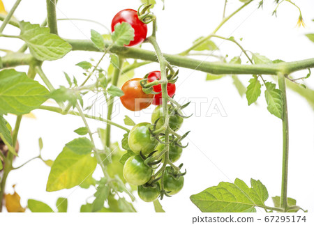 菜園圖片素材 菜園圖片素材 67295174