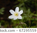 White Anemone flower on a green background 67295559