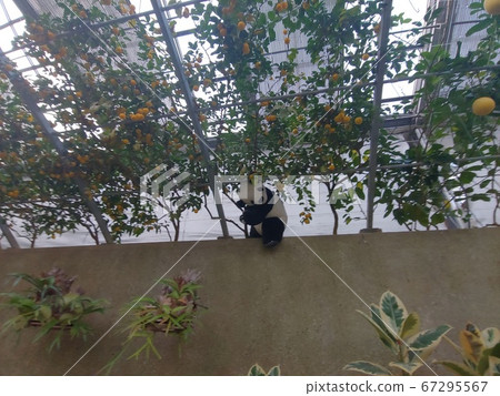 裸樹公園花屋頂 裸樹公園花屋頂 67295567
