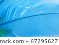 Background, texture of a bird's feather close-up 67295627