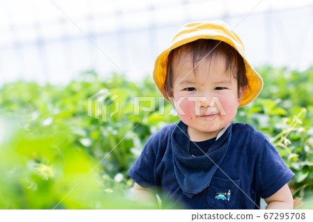 草莓採摘嬰兒草莓採摘 草莓採摘嬰兒草莓採摘 67295708