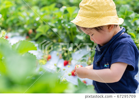 草莓採摘嬰兒草莓採摘 草莓採摘嬰兒草莓採摘 67295709