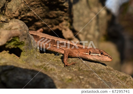 Snake lurking in the rocky area Snake lurking in the rocky area 67295741