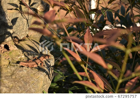 Lurking lizard 67295757