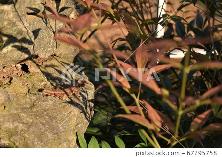 Lurking lizard 67295758