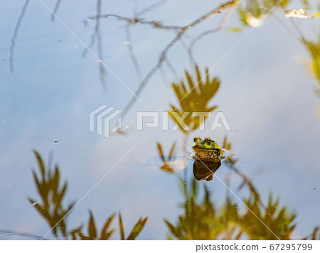 Close up shot of a cute American bullfrog in the Close up shot of a cute American bullfrog in the 67295799