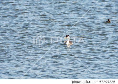 Close up shot of a cute Clark's grebe Close up shot of a cute Clark's grebe 67295826