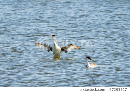 Close up shot of a cute Clark's grebe Close up shot of a cute Clark's grebe 67295827