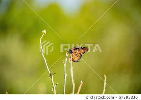 Close up shot of a Queen butterfly 67295830