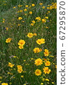 Ohio Wildflowers, Daisy 67295870