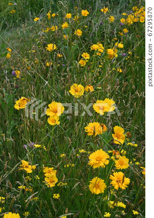 Ohio Wildflowers, Daisy Ohio Wildflowers, Daisy 67295870