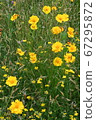 Ohio Wildflowers, Daisy 67295872