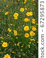 Ohio Wildflowers, Daisy 67295873