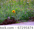 Ohio Wildflowers, Daisy 67295874