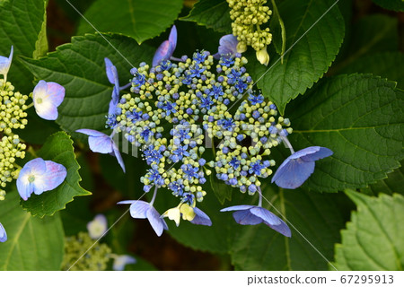 Forehead hydrangea with gorgeous bluish colors to show during the rainy season Forehead hydrangea with gorgeous bluish colors to show during the rainy season 67295913