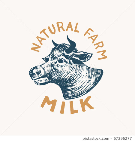 Milk label. Vintage Cow logo for shop. Cattle Badge for t-shirts. Hand Drawn engrave sketch. Vector 67296277