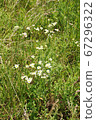 Wild asters in Ohio 67296322
