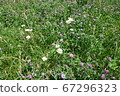 Wild asters in Ohio 67296323