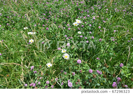 Wild asters in Ohio Wild asters in Ohio 67296323