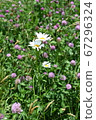 Wild asters in Ohio 67296324