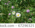 Wild asters in Ohio 67296325