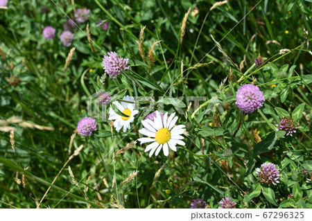 Wild asters in Ohio Wild asters in Ohio 67296325