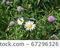 Wild asters in Ohio 67296326