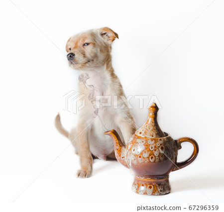 funny golden puppy near ceramic teapot with smoke on white background 67296359