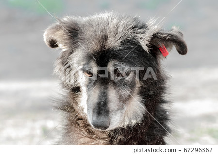 portrait of a very sad pooch dog portrait of a very sad pooch dog 67296362