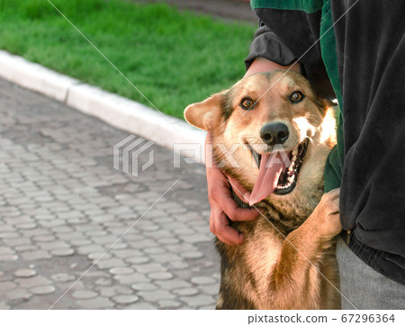 happy red mongrel dog stands on hind legs next to woman happy red mongrel dog stands on hind legs next to woman 67296364