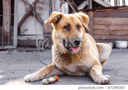 big red chain dog lies next to a wooden booth big red chain dog lies next to a wooden booth 67296365