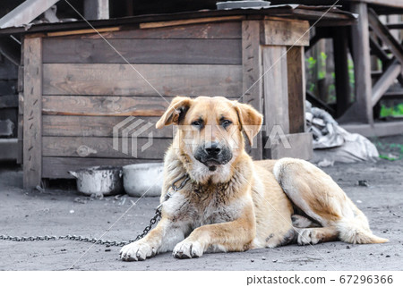 big red chain dog lies next to a wooden booth big red chain dog lies next to a wooden booth 67296366