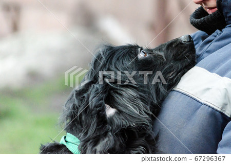 black long-haired dog faithfully looks at a woman in blue working uniform black long-haired dog faithfully looks at a woman in blue working uniform 67296367