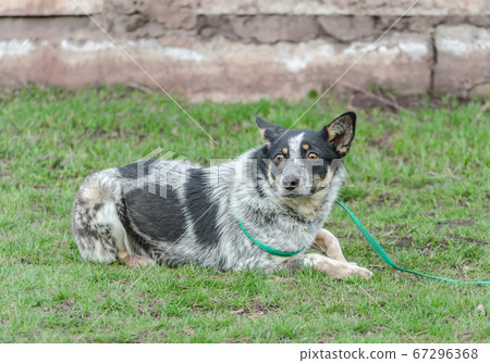 frightened black and white dog mongrel on a leash lies on green grass lawn 67296368