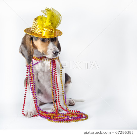 mardi gras puppy with long ears in multi-colored beads and carnival hat lies on white background 67296395