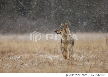 Gray wolf (Canis lupus) in taiga in snowy winter Gray wolf (Canis lupus) in taiga in snowy winter 67296403