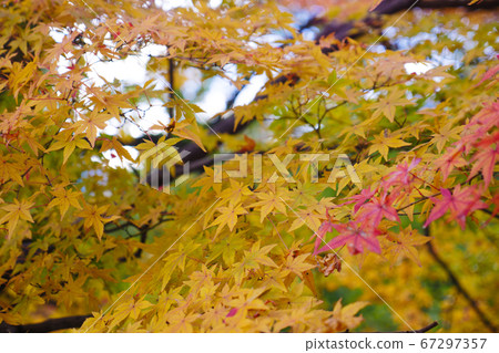 A yellow maple colored 67297357