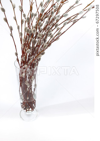 branches of willow-eared flowers in a vase on a white background branches of willow-eared flowers in a vase on a white background 67297508