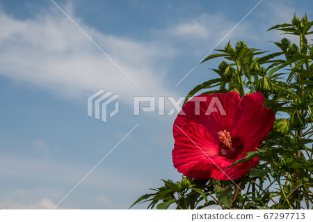 一芙蓉輪 67297713