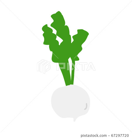 Color illustration of turnip [white background] 67297720