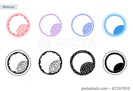 Reproductive system concept 67297850