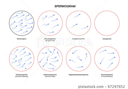 Reproductive system concept 67297852