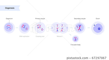 Reproductive system concept Reproductive system concept 67297867
