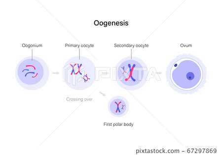 Reproductive system concept Reproductive system concept 67297869