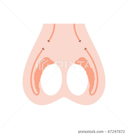 Reproductive system concept 67297872