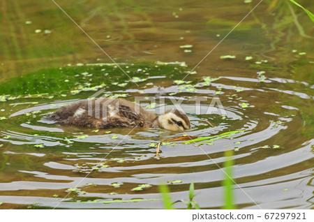 Common duckling chicks feeding Common duckling chicks feeding 67297921