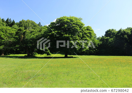 Akita Shishigahana Wetland Lawn Square with dandelions 67298042